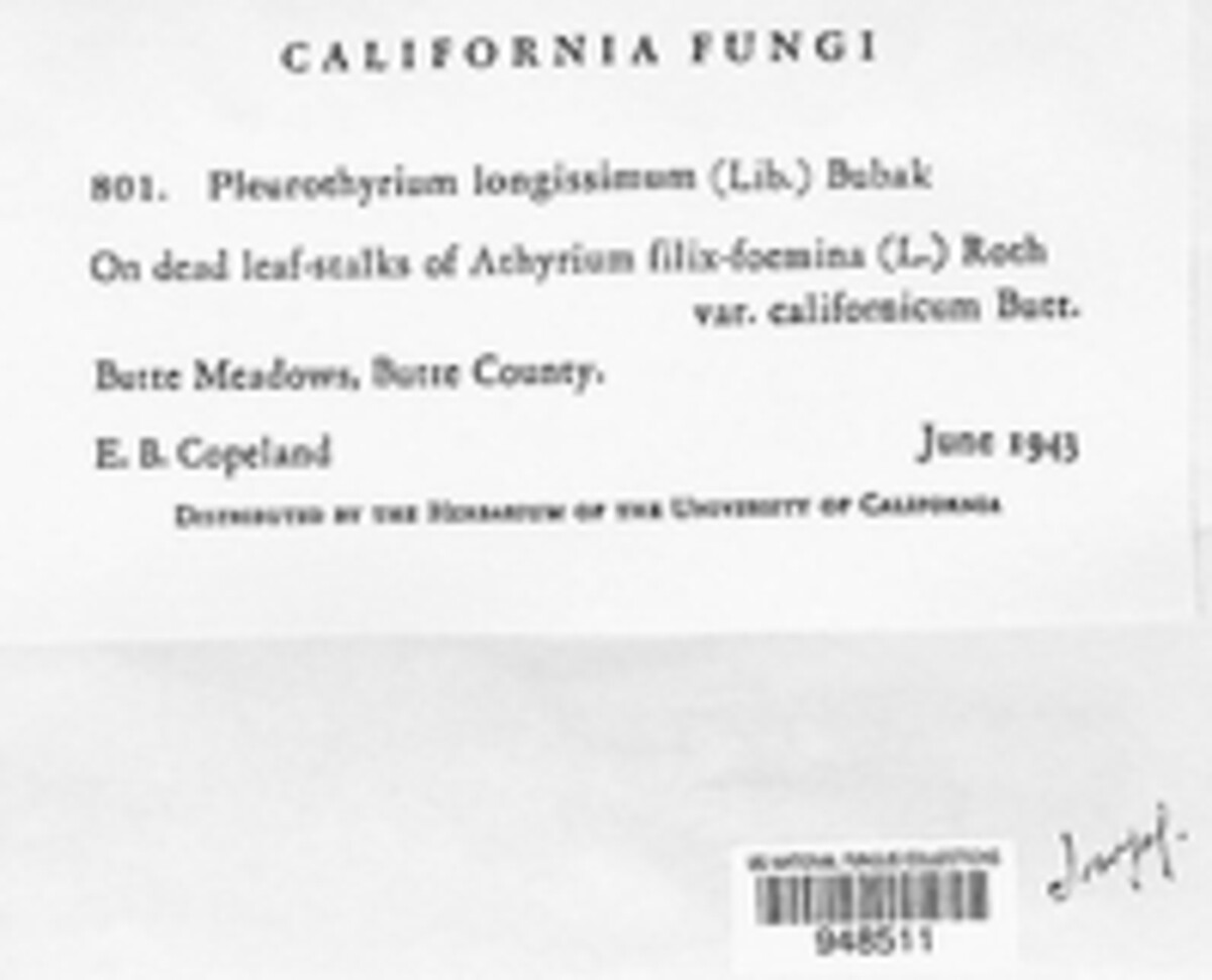 Pleurothyrium longissimum image